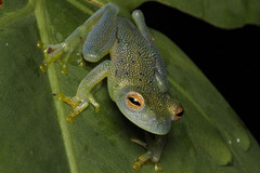 Cochranella granulosa