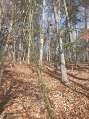 Smilax rotundifolia