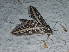 Hyles lineata