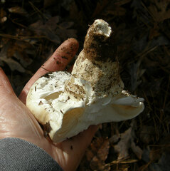 Catathelasma ventricosum