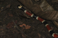 Micrurus alleni