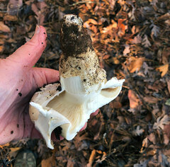 Catathelasma ventricosum