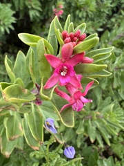 Fuchsia lycioides