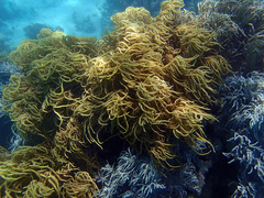 Sclerophytum flexibilis