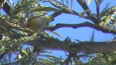 Leiothlypis ruficapilla