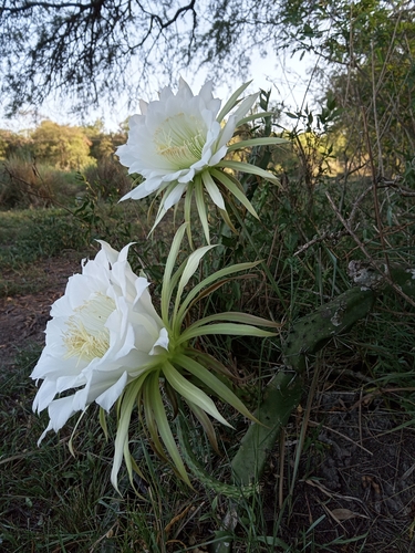 Image of Harrisia pomanensis by (c) Patricio Cowper Coles, some rights reserved (CC BY)