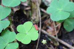 Pyropterus nigroruber