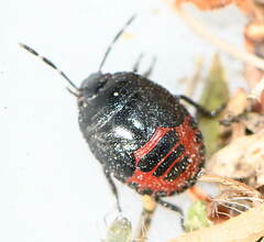 Canthophorus