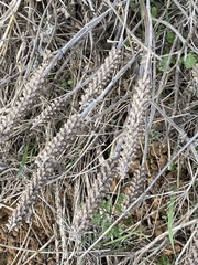 Umbilicus intermedius