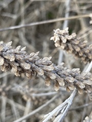 Umbilicus intermedius