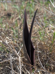 Biarum pyrami