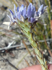 Lachnaea filamentosa