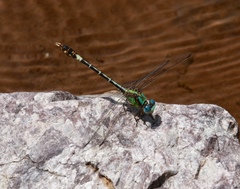 Erpetogomphus molossus