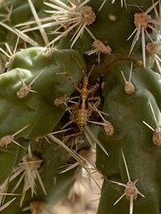 Zelus renardii