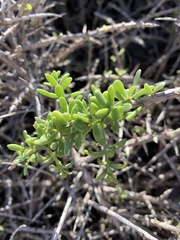 Lycium intricatum