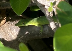 Anolis smaragdinus