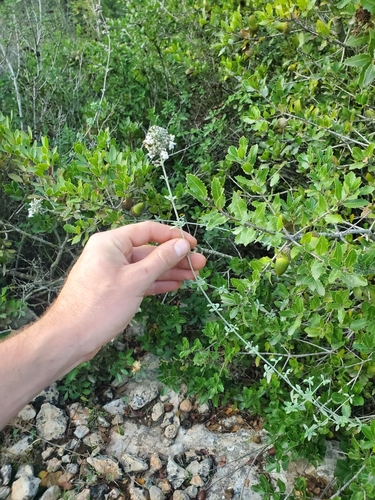 Clinopodium serpyllifolium, photograph 3