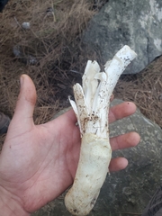 Amanita