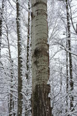 Populus tremula