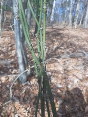 Smilax rotundifolia