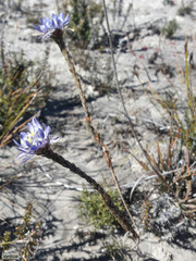 Lachnaea filamentosa