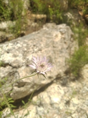 Pterocephalus plumosus