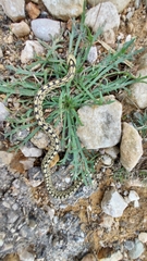 Zamenis scalaris