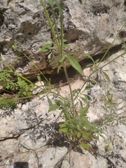 Pterocephalus plumosus