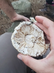 Amanita