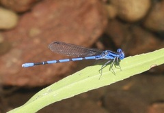 Argia tarascana