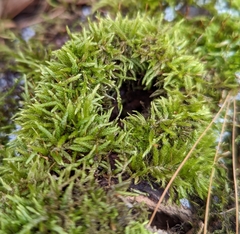 Brachythecium rutabulum