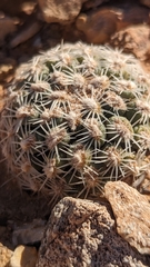 Pediocactus bradyi