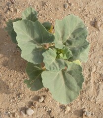 Glossostemon bruguieri