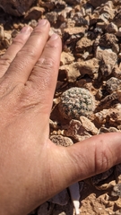 Pediocactus bradyi