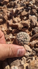 Pediocactus bradyi