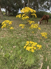 Senecio brasiliensis