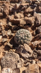 Pediocactus bradyi