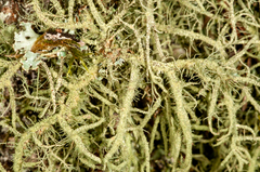 Usnea dasaea