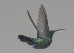 Eulampis holosericeus