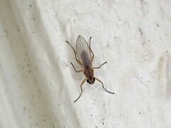 Lonchoptera bifurcata