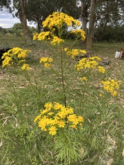 Senecio brasiliensis