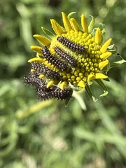 Euphydryas chalcedona
