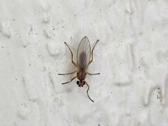 Lonchoptera bifurcata