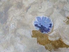 Cyanea lamarckii