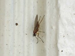 Lonchoptera bifurcata