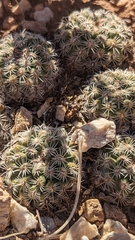 Pediocactus bradyi