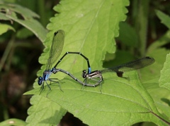 Argia ulmeca