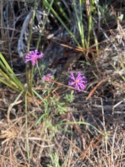 Vernonia blodgettii