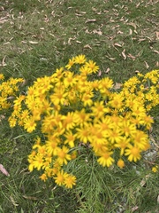 Senecio brasiliensis