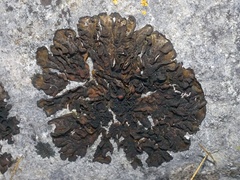 Lathagrium fuscovirens